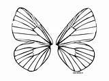 Butterfly Mammals Colouring sketch template