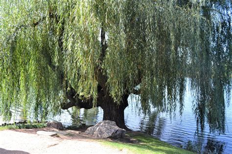 Add A Weeping Willow To Your Landscape Design Great Estates