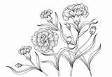 Carnation Claveles Clavel Vecteezy Tosh sketch template