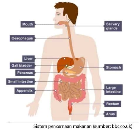 anatomi sistem pencernaan  manusia  kerja gangguan