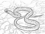 Garter Cobra Snakes Taipan Drawing Colorare Disegni Plains Reptiles Planicies sketch template