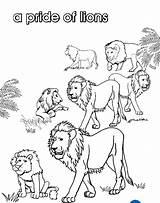 Pride Lions Coloring Pages Colouring Collective Nouns Lion Rock Birds King Popular Own Print Noun sketch template