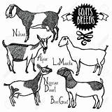 Vector Illustration Goats Goat Nubian Breeds Sketch Drawing Stock Drawn Hand Style Cattle Getdrawings sketch template