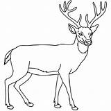 Deer Coloring Pages Buck Getcolorings Whitetail Color sketch template