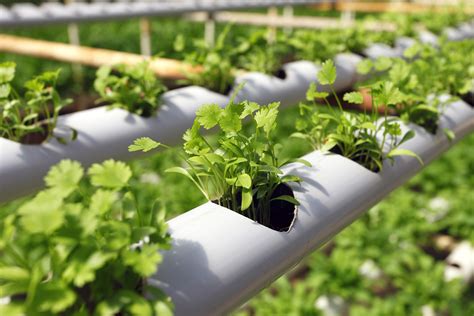 hg hydroponics blog hydroponic gardening  beginners