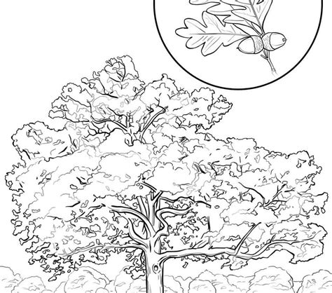 spring tree coloring page  getdrawings