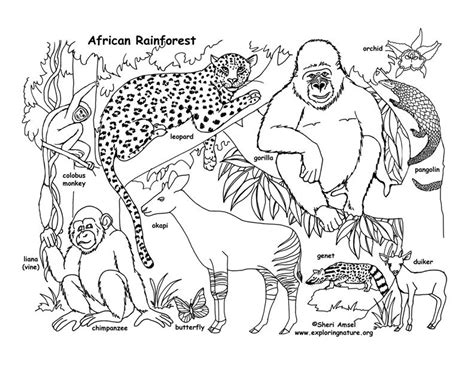 rainforest african coloring pages jungle coloring pages rainforest