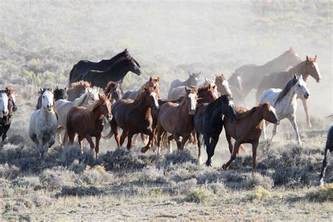 long island advocates bridle  trump plan  euthanize mustangs