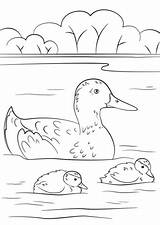 Duck Ducklings Coloring Pages Printable Categories sketch template