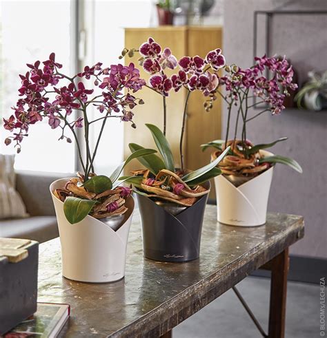 conseils  astuces pour prendre soin des orchidees