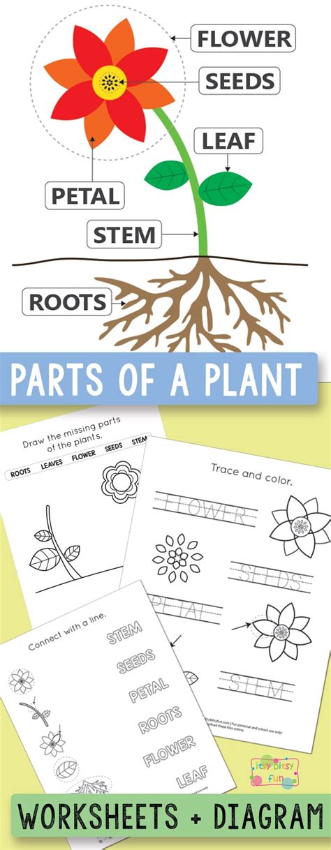 printable parts   plant worksheets itsy bitsy fun