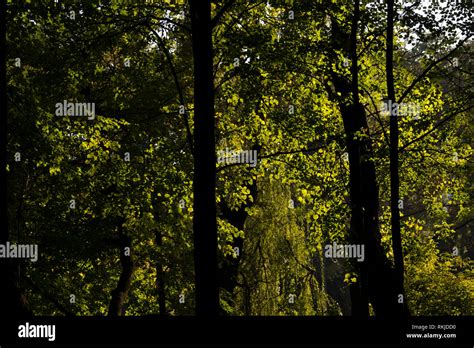 temperate deciduous forest  res stock photography  images alamy