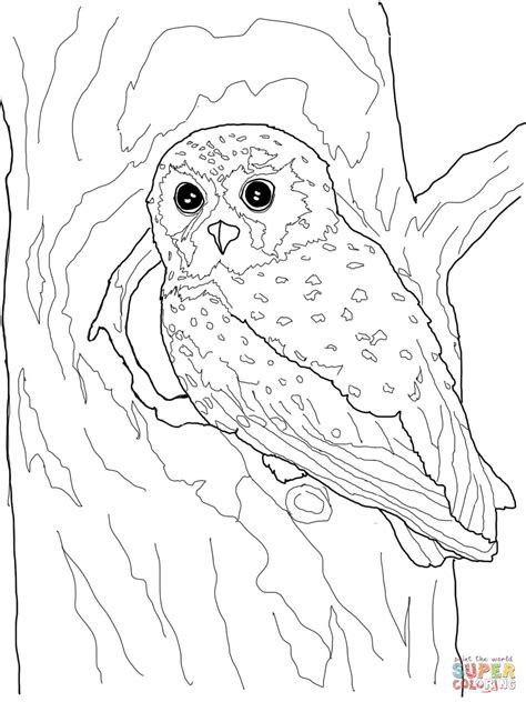 elf owl coloring page  printable coloring pages