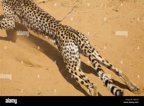 cheetah chasing  prey  full speed namibia stock photo alamy