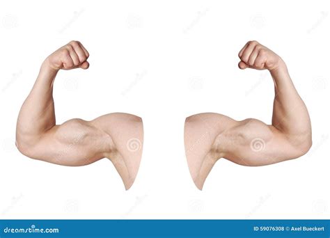 male arms  flexed biceps muscles stock photo image