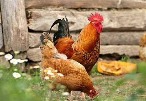 range poultry production pros  cons agriorbit