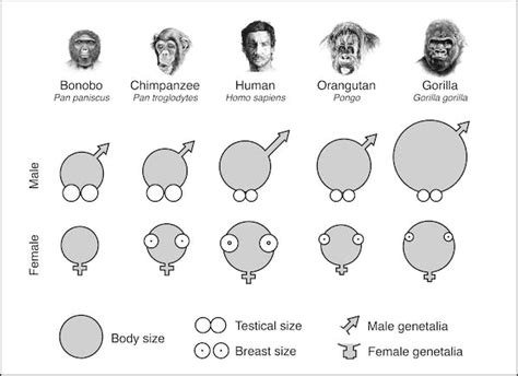 why did humans evolve big penises but small testicles