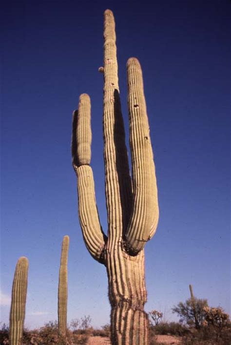 saguaro cactus organ pipe cactus national monument  national park service