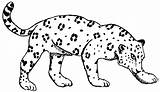 Jaguar Coloring Pages Kids Printable Draw Template Face Drawings Easy Popular sketch template