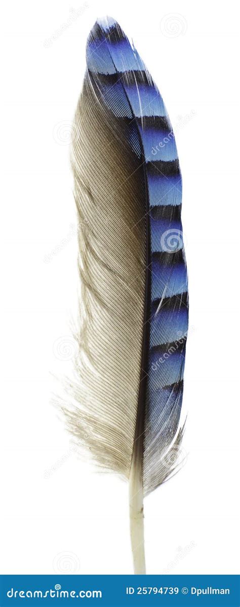 jay feather stock image image  quill weightless decoration