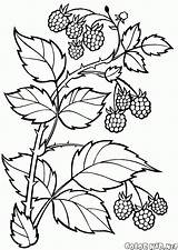 Rama Beeren Frambuesas Baies Zweig Kolorowanki Himbeeren Framboises Blackberry Jagody Raspberries Bayas Colorkid Kolorowanka Ramo Lamponi Coloriage Fruit Colorier Colorir sketch template
