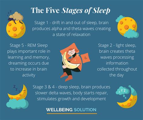 stages  sleep cycle