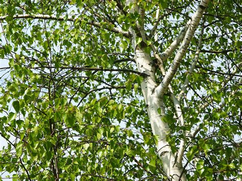 how to grow and care for silver birch lovethegarden