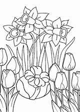 Coloring Pages Tulip Printable Daffodil Flowers Flower Adult Spring Drawings Print Color sketch template