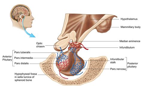 anterior  posterior pituitary gland diagram