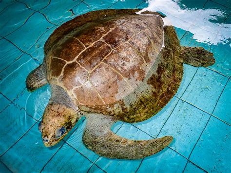 turtle conservation in the maldives rescue rehabilitation head start
