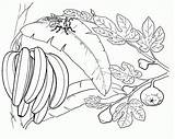 Mewarnai Banane Bananier Bananowiec Colorat Colorear Bananas Pisang Disegno Bananes Albero Platanos Fructe Kolorowanki Diwarnai Desene Owoce Richie Drzewo Bananowca sketch template