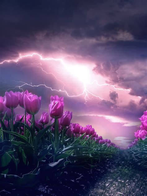 pink flowers wallpaper  path thunderstorm dark sky
