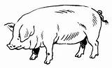 Cochon Coloriage Coloriages Imprimer Colorier Pork sketch template