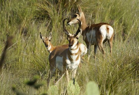 race  save  pronghorn   west texas stateimpact texas