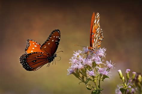breathtaking photographs  butterflies px
