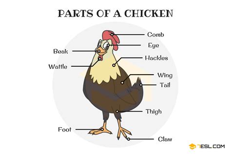 parts   chicken  chicken anatomy  pictures esl