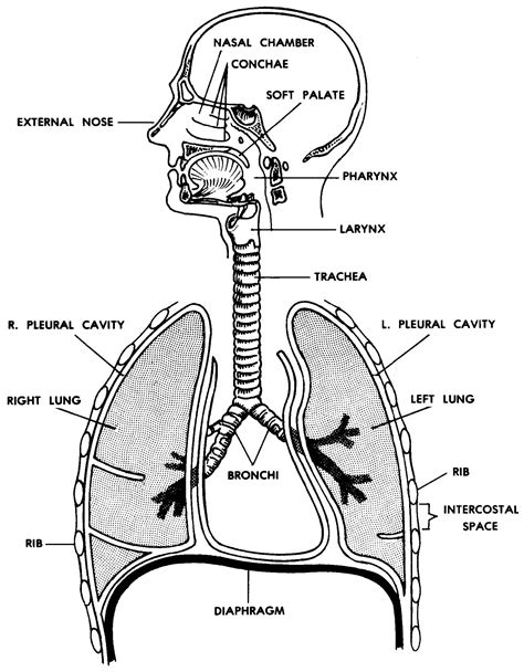 drawing printable respiratory system diagram unlabeled png directscot