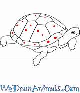 Spotted Turtle Draw Tutorial Print sketch template
