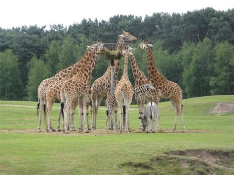 safaripark beekse bergen groep giraffe aan het eten hilvarenbeek fijnuitnl