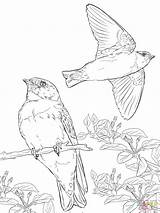 Coloring Realistic Swallow Swallows Pages Cliff Tree Color Designlooter Drawing Supercoloring Getcolorings Getdrawings Printable Colorings Drawings sketch template