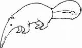 Anteater Coloring Pages Drawing Clipart Color Printable sketch template