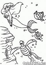 Ariel Sebastian Colorkid Malvorlagen Sereia Tortuga Meerjungfrau Krabbe Sirenita Neptun Sirenetta Principe Linguado Coda Gambe Senza Caballitos sketch template