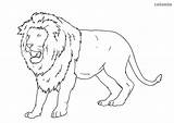 Lioness Roaring sketch template
