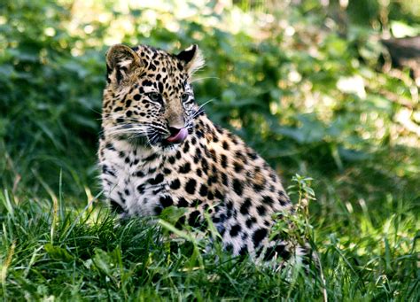 annual amur leopard run wildcats conservation alliance