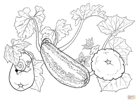 zucchini drawing  getdrawings