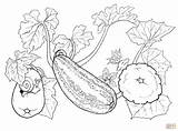 Zucchini Drawing Getdrawings Coloring Pages sketch template
