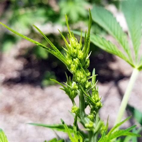 identify male  female cannabis plants equilibrium genetics