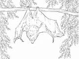 Bat Bats Ausmalbilder Flughund Rodrigues Flying Everfreecoloring Coloringareas Insects Dentistmitcham sketch template
