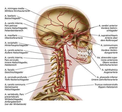 tiefe arterien anatomie und physiologie anatomie lernen anatomie