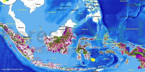 kehutanan peta persebaran hutan  indonesia arini gambar riset